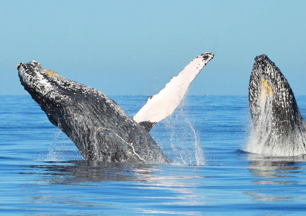 Samana Exotic & Whales Watching